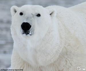 пазл Голова полярного медведя